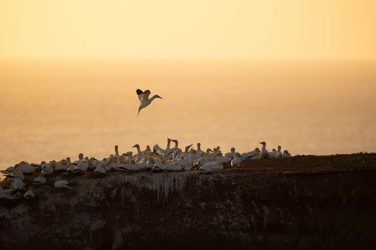 Helgoland-12